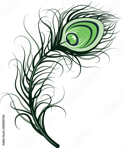 Vector image of the green curved peacock feather isolated on the white background. 