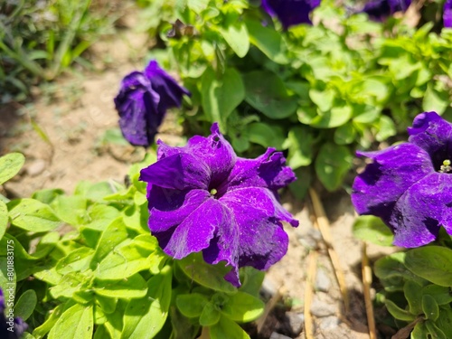 such a beautiful flower   pink and blue colour 