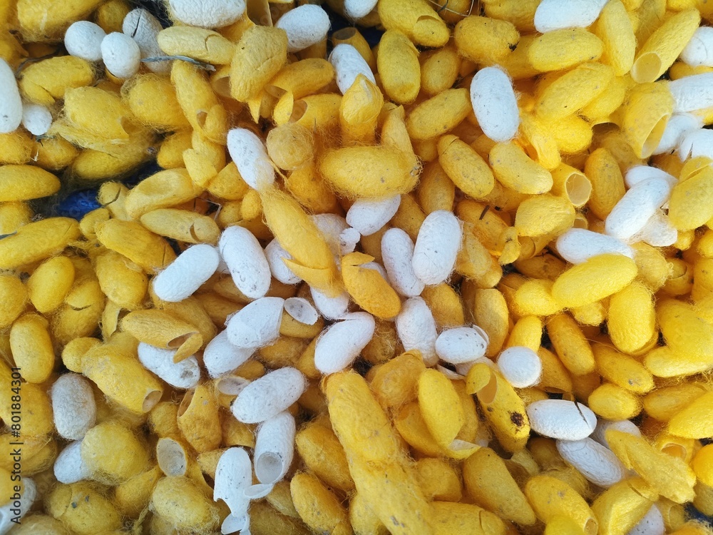Pile of raw yellow and white silkworm cocoons Pile of raw yellow and white silkworm cocoons