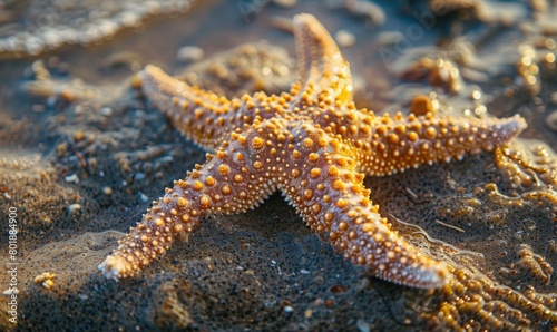 starfish on the sand at the beach.