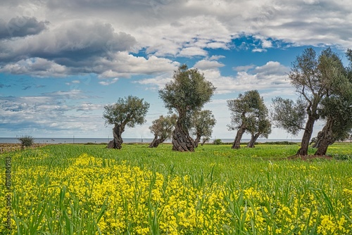 OLIVE TREES OF PUGLIA