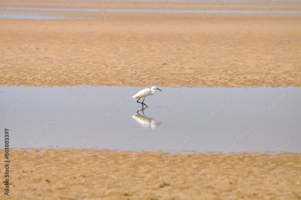 Ardea alba or Great Egret fishes in the shallows. White egret on the ocean shore in Thailand. Beautiful white bird on the sand. Ardea alba or Great Egret fishes in the shallows. White egret on the ocean shore in Thailand. Beautiful white bird on the sand.