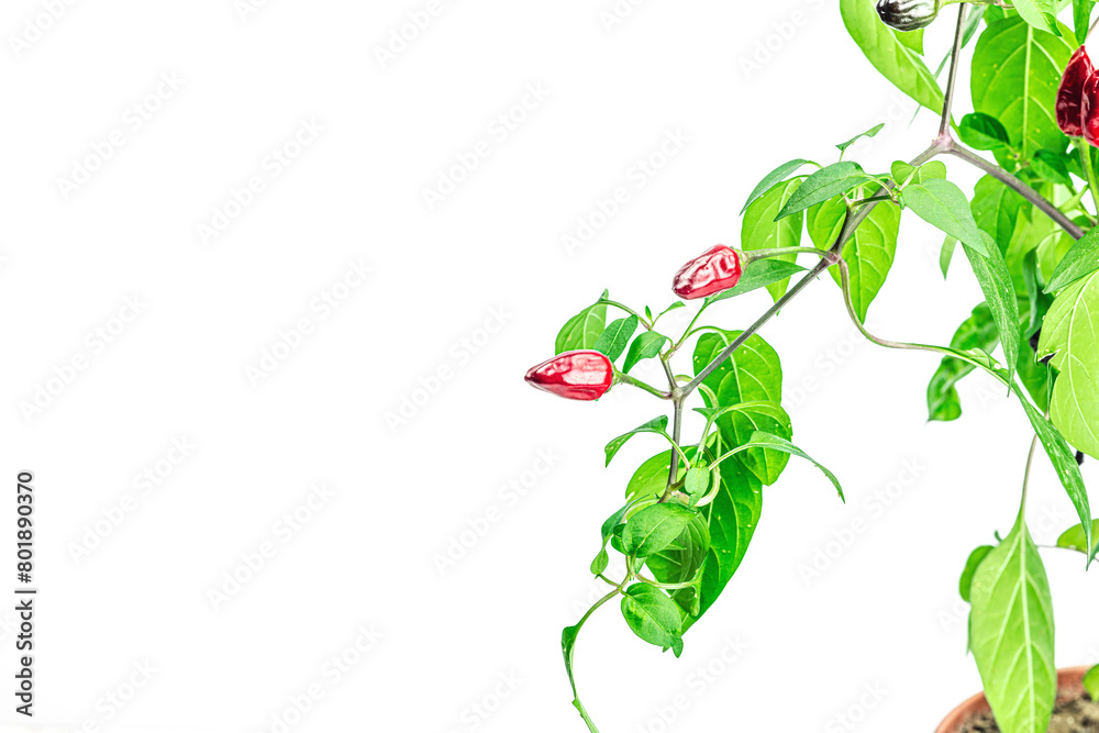 Blooming Bird's eye chili with ripe pepper fruits. Urban farm concept, plant grows on the windowsill Blooming Bird's eye chili with ripe pepper fruits. Urban farm concept, plant grows on the windowsill