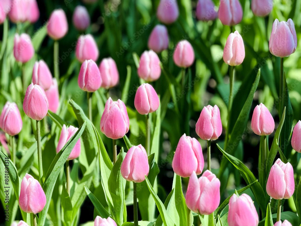 The lipstick-shaped flowers are blooming in various colors, and the scene is filled with mesmerizing flowers The lipstick-shaped flowers are blooming in various colors, and the scene is filled with mesmerizing flowers