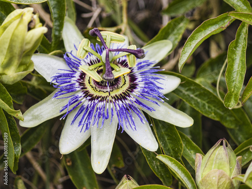a passion flower photo