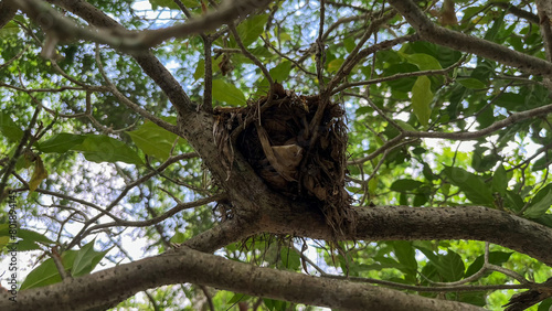 Bird Nest © Shinonome Studio