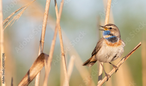 Photography Bluethroat, Luscinia svecica