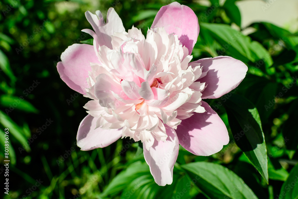 Bush with one large delicate white and pink peony flower and green leavesin direct sunlight, in a garden in a sunny summer day, beautiful outdoor floral background photographed with selective focus