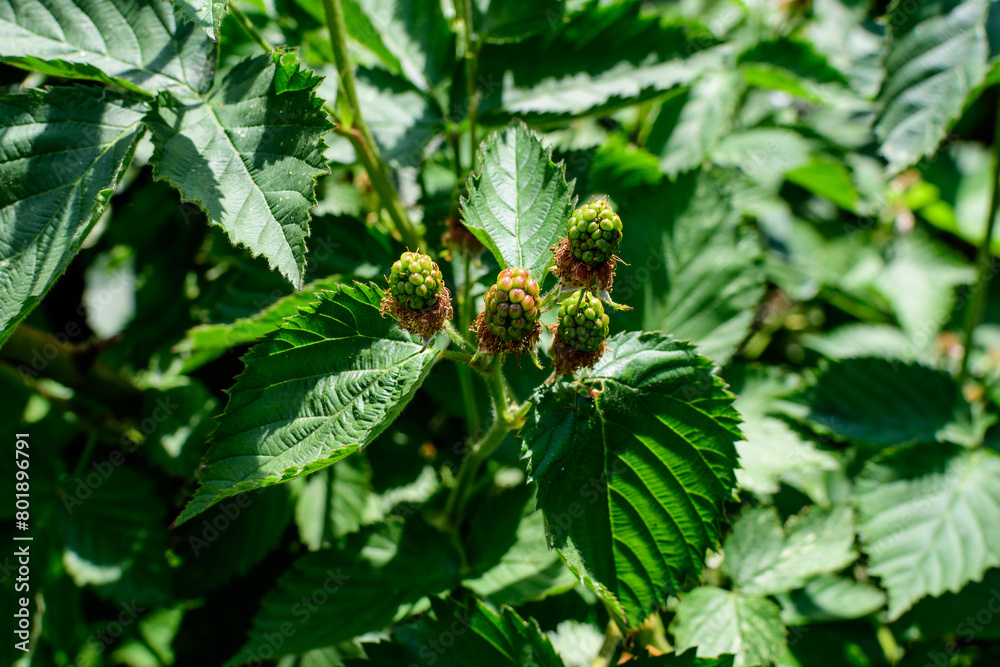 Many delicate small green fruits on large blackberry bush in direct sunlight towards clear blue sky, in a garden in a sunny summer day, beautiful outdoor floral background photographed with soft focus Many delicate small green fruits on large blackberry bush in direct sunlight towards clear blue sky, in a garden in a sunny summer day, beautiful outdoor floral background photographed with soft focus
