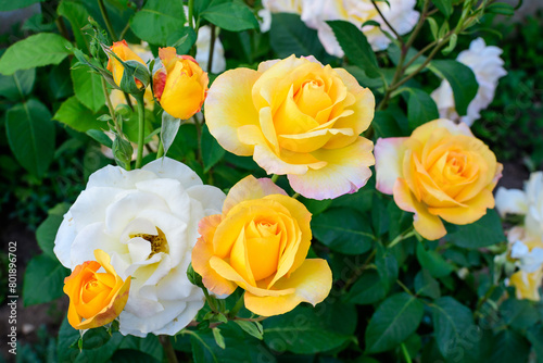 Large green bush with many fresh vivid yellow roses and green leaves in a garden in a sunny summer day  beautiful outdoor floral background photographed with soft focus