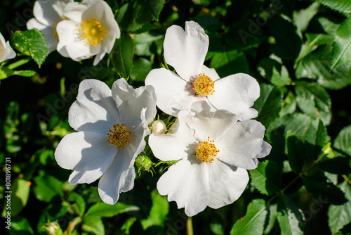Delicate white flowers of Rosa Canina plant commonly known as dog rose, in full bloom in a spring garden, in direct sunlight, with blurred green leaves, beautiful outdoor floral background