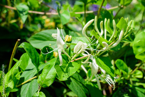 Large green bush with fresh white flowers of Lonicera periclymenum plant, known as common European honeysuckle or woodbine in a garden in a sunny summer day, beautiful outdoor floral background photo