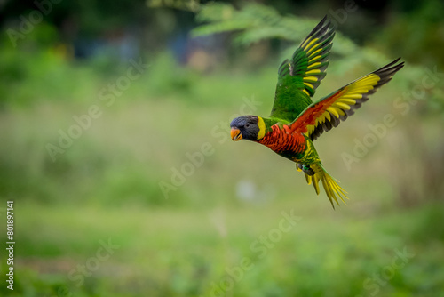 LORICKET COCONUT (Trichoglossus haematodus) is flying in search of food