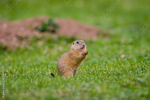 European ground squirrel eating food and moving on the meadow. Cute animal in the wild © Ivan