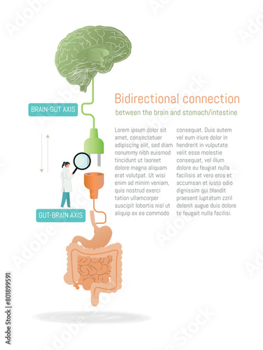 A diagram of the bi-directional brain-gut axis, the relationship between the brain and the gut-stomach. The text below the diagram reads "Bidirectional Connection" and is written in a scientific style