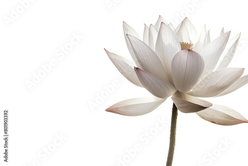 Lotus Flower Bloom On Transparent Background.