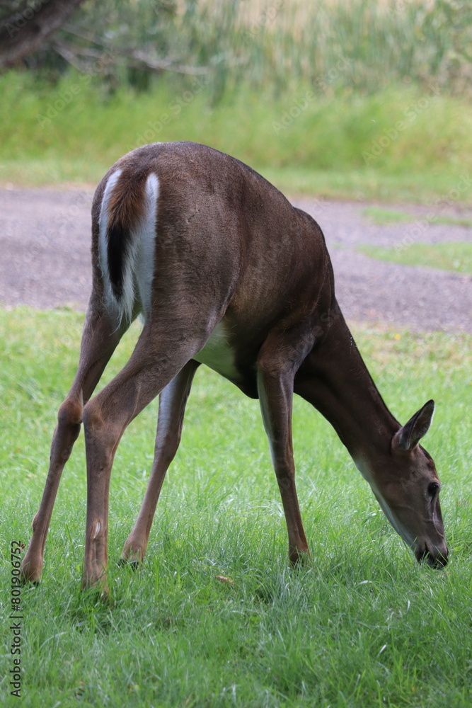 White-tailed deer (Odocoileus virginianus) in front of vibrant green backdrop White-tailed deer (Odocoileus virginianus) in front of vibrant green backdrop
