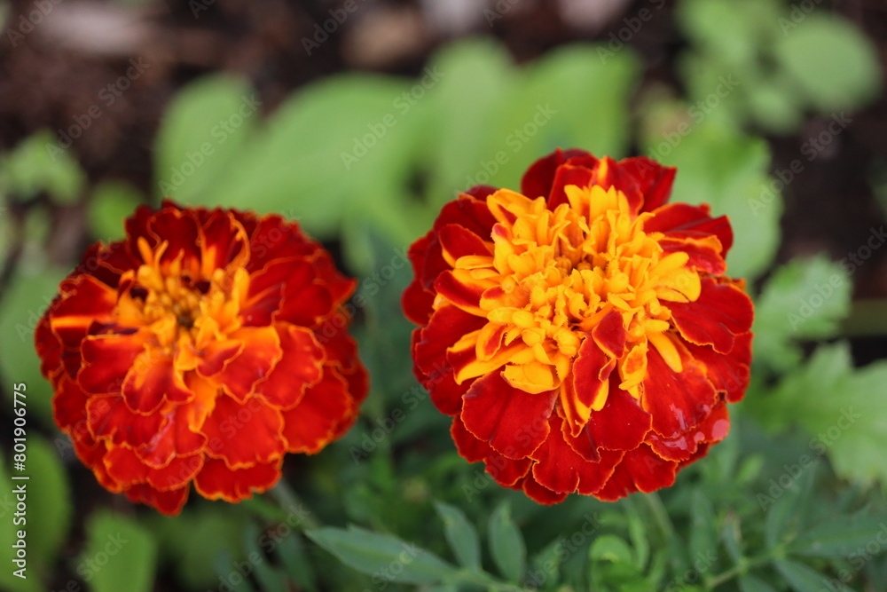 Marigolds parviflora flowers and shrubs in shades of red, yellow, and orange Marigolds parviflora flowers and shrubs in shades of red, yellow, and orange