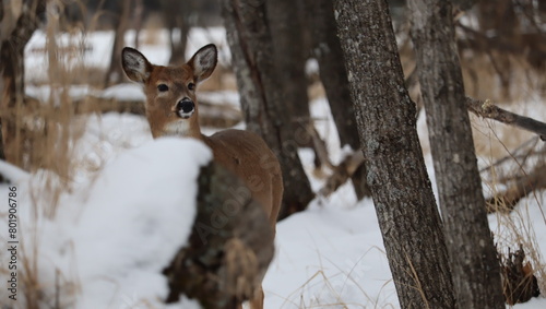 White-tailed deer (Odocoileus virginianus) in a snowy forest landscape photo