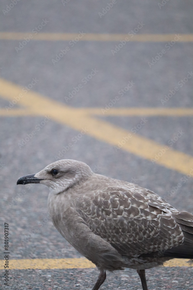 Obraz premium Herring gull (Larus argentatus) strolling on a pavement