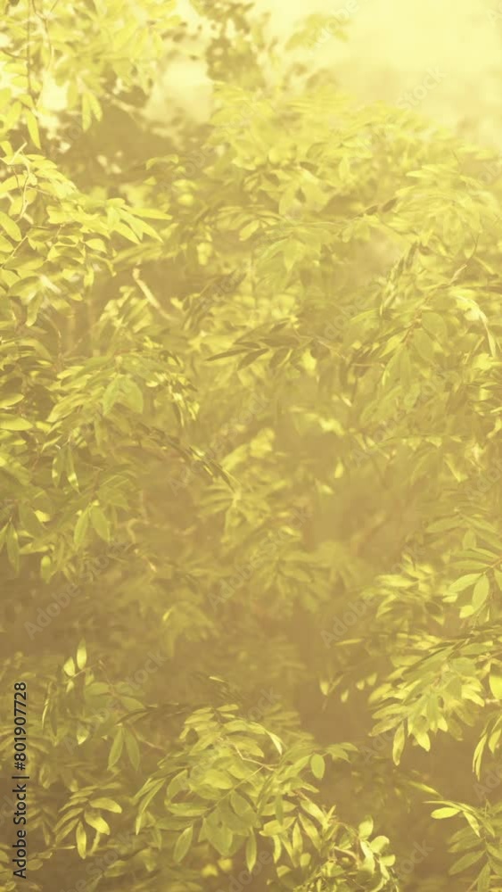 Tropical Serenity: Sunlit Trees Amidst Enchanting Fog Tropical Serenity: Sunlit Trees Amidst Enchanting Fog