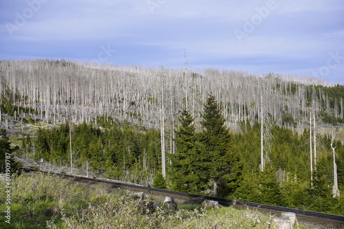 Between 2012, 2020, the forest area in Germany decreased by 6.6% or 7,500 km². Spruce forests are mainly affected, especially in the low mountain ranges, especially in the Harz Mountains. April 2024 photo