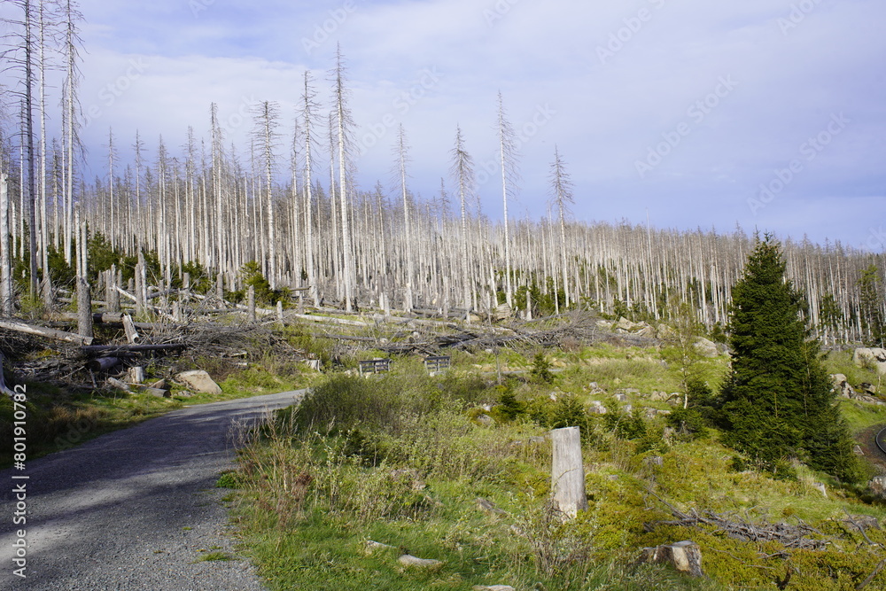 Fototapeta premium Between 2012, 2020, the forest area in Germany decreased by 6.6% or 7,500 km². Spruce forests are mainly affected, especially in the low mountain ranges, especially in the Harz Mountains. April 2024