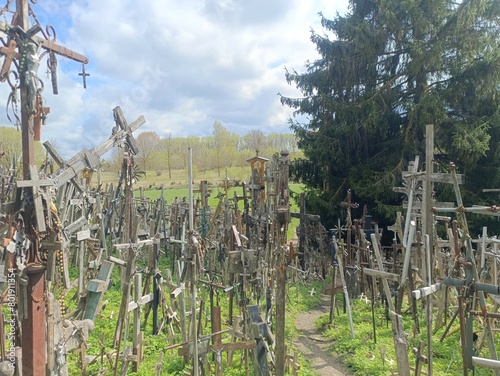 Hill of crosses. Crosses and rosemary on hill. Small hill. Loads of crosses. Few trees. Sunny day. Summer season. Monument. Siauliai. Kryziu kalnas Siauliuose. photo