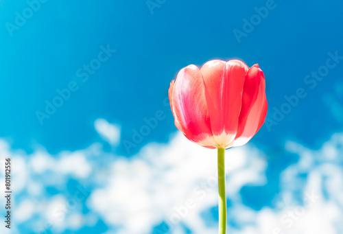 Beautiful bud of a red tulip against a background of blue sky with clouds. Summer background  summer concept