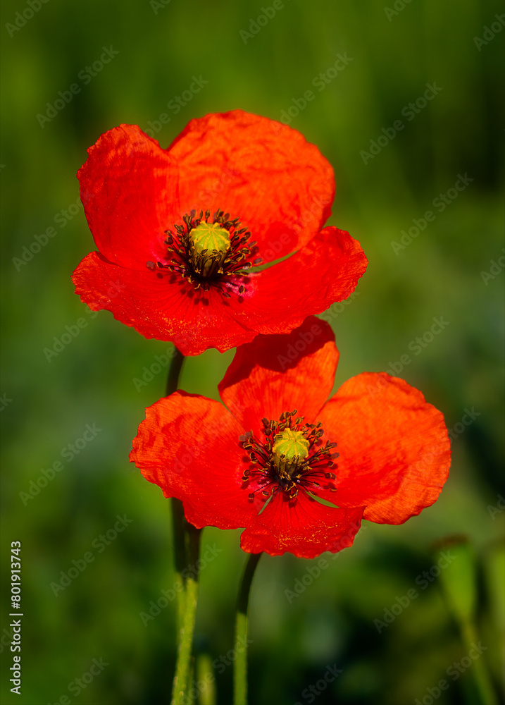 Red poppy flower on a green background. Shallow depth of field.