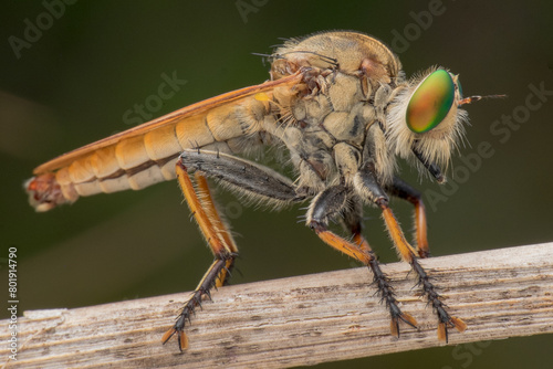 The robberfly was perched on a dry stem