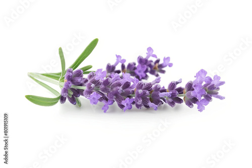 Lavender flowers isolated on white background 