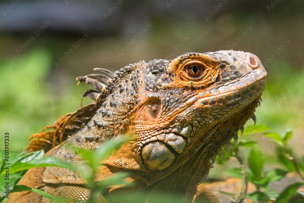 Obraz premium The iguana is looking at the food and wants to approach it