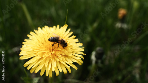bee on dandelion © fafikowiec