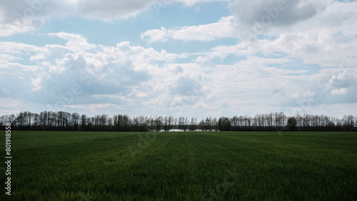 field and blue sky © fafikowiec