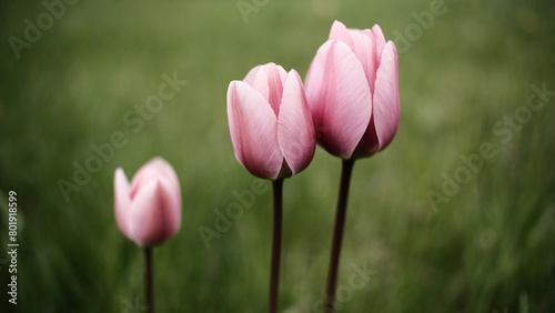 pink tulips in spring © fafikowiec