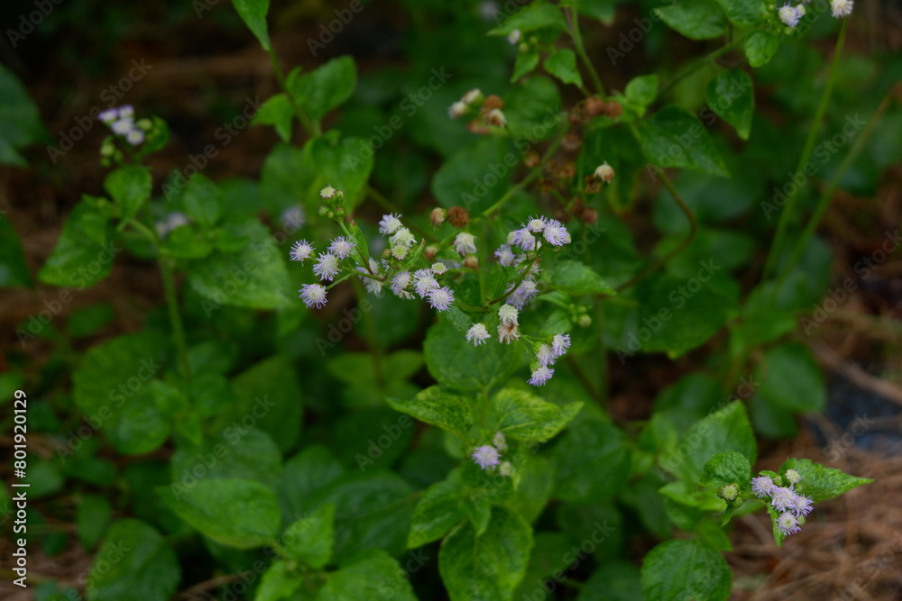 photography of medicinal plant ageratum conyzoides with blurred background