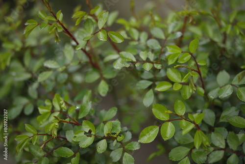 Krzaczek z zielonymi listkami tło naturalne wiosenne photo