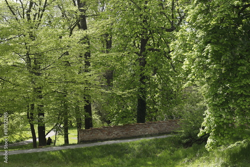 Aleja w parku wiosną zielona drzewa