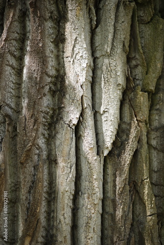 Kora starego drzewa makro © Seance_Photo_Sylwia