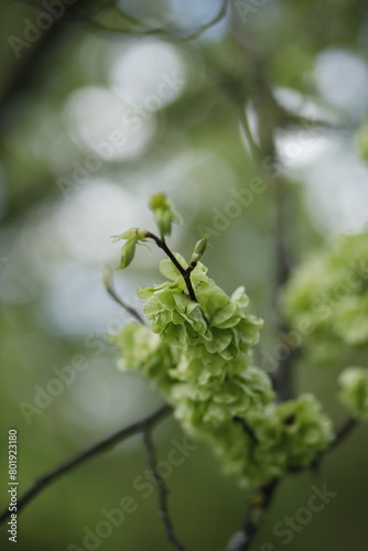 Łodyga z zielonymi jasnymi liśćmi na tle rozmytego tła bokeh