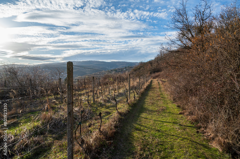 Grassy road leads through old vineyard and thick bushes. Autumn. Sunny weather. Grassy road leads through old vineyard and thick bushes. Autumn. Sunny weather.