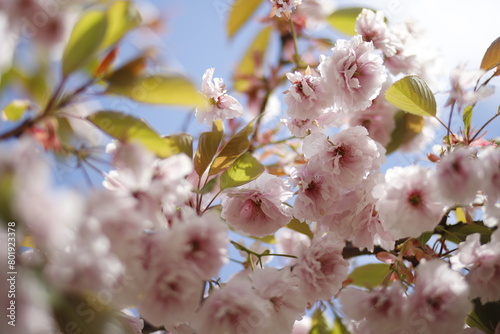 Kwiaty kwitnącej wiśni japońskiej w parku makro jasnoróżowe