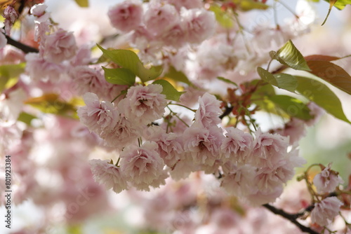 Kwiaty kwitnącej wiśni japońskiej w parku makro jasnoróżowe