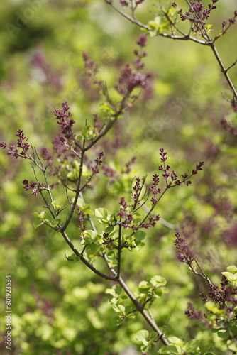 Łodyżki krzewu kwitnące na fioletowo na zielonym tle