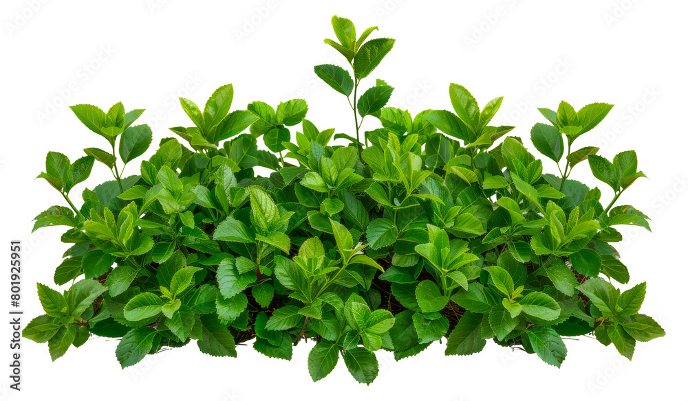 Lush Green Foliage, cut out - stock png. Lush Green Foliage, cut out - stock png.