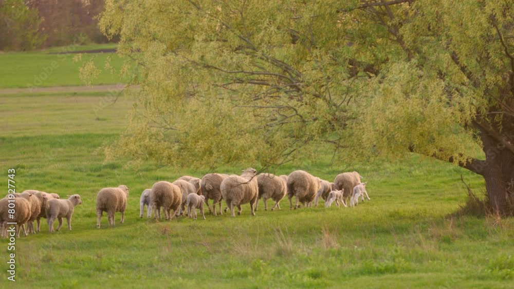 Sheep Graze in Meadow with Green Grass. Livestock on Farm in Countryside Sheep Graze in Meadow with Green Grass. Livestock on Farm in Countryside