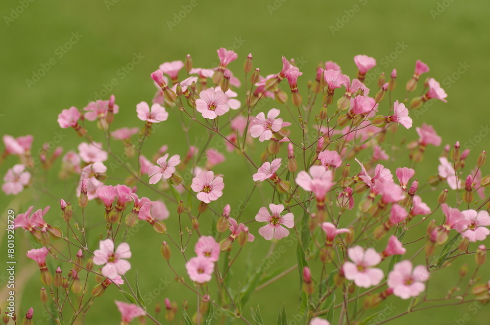 Fototapeta premium ピンク色のカスミソウの花