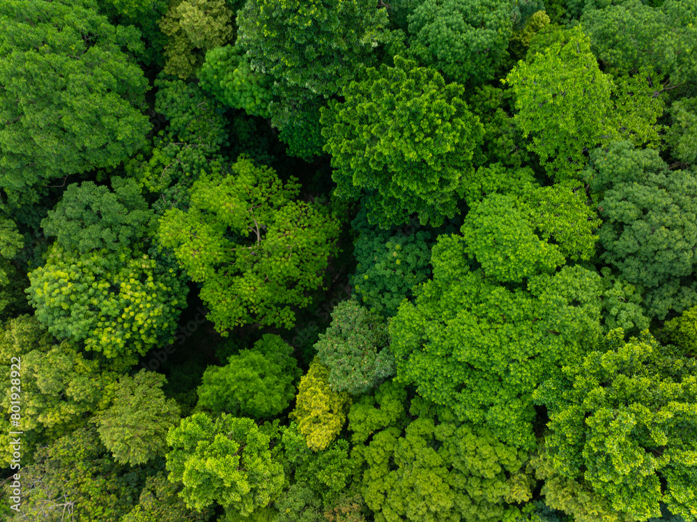 Tropical green tree mountain forest ecology system morning sunrise nature landcape