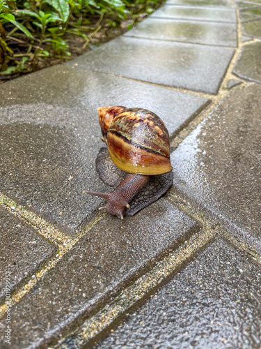 Close up shot of a snail on the ground